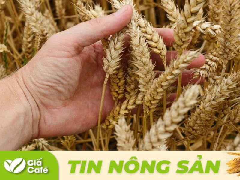 sản lượng l&uacute;a m&igrave; của nước n&agrave;y trong năm 2024 c&oacute; thể đạt 25 triệu tấn